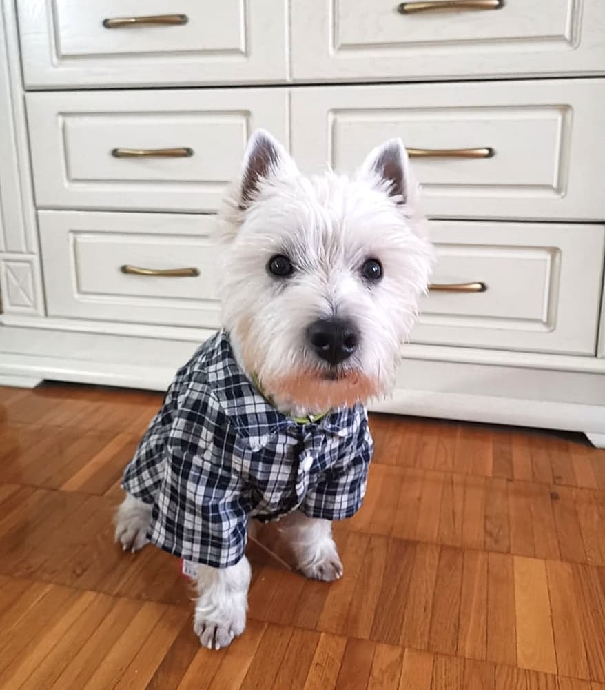 15 Cool Facts About West Highland White Terriers 11