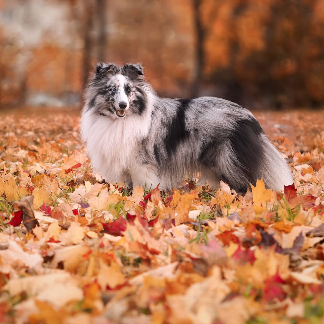 16 Interesting Facts About Shetland Sheepdogs 10