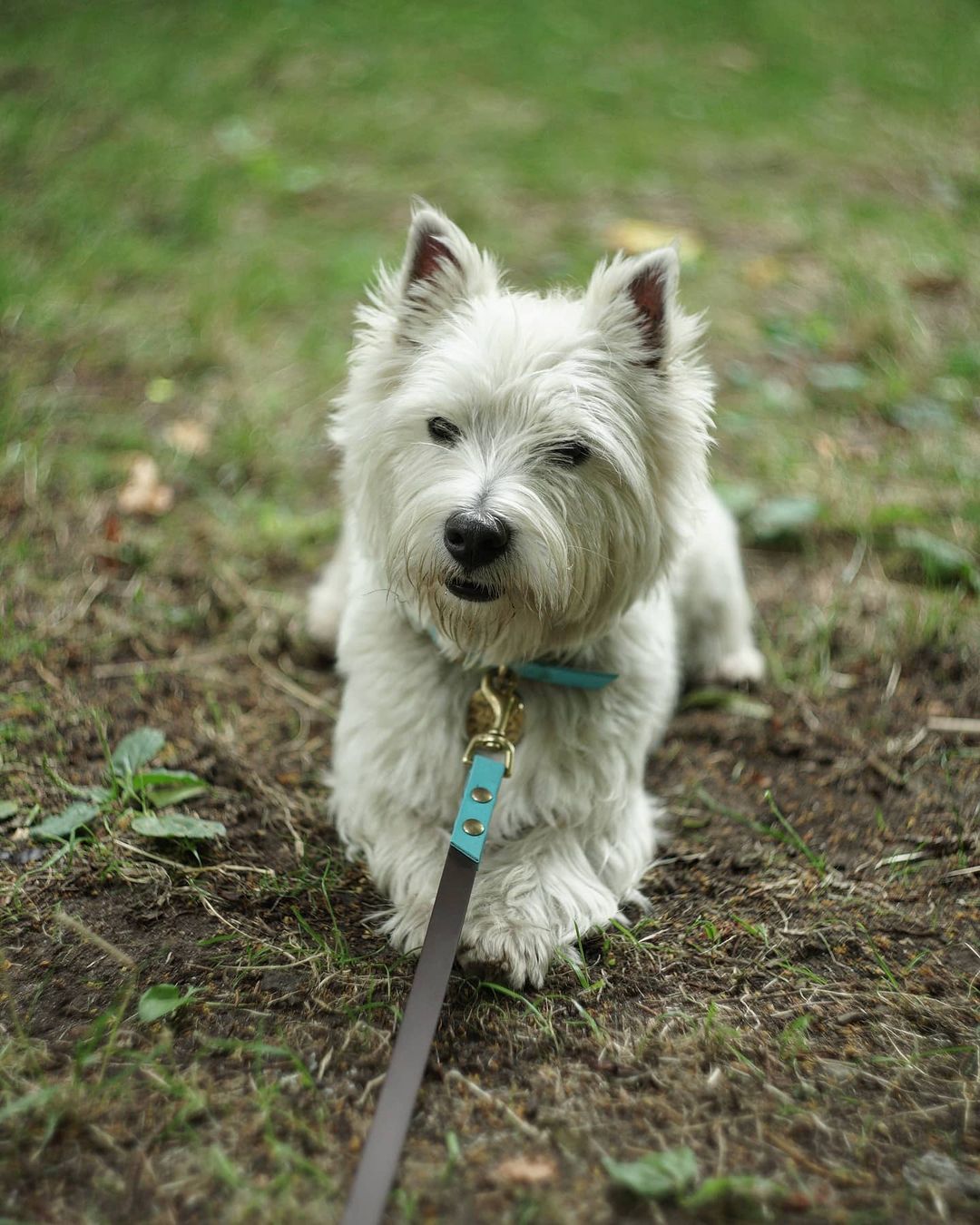 15 Cool Facts About West Highland White Terriers 10