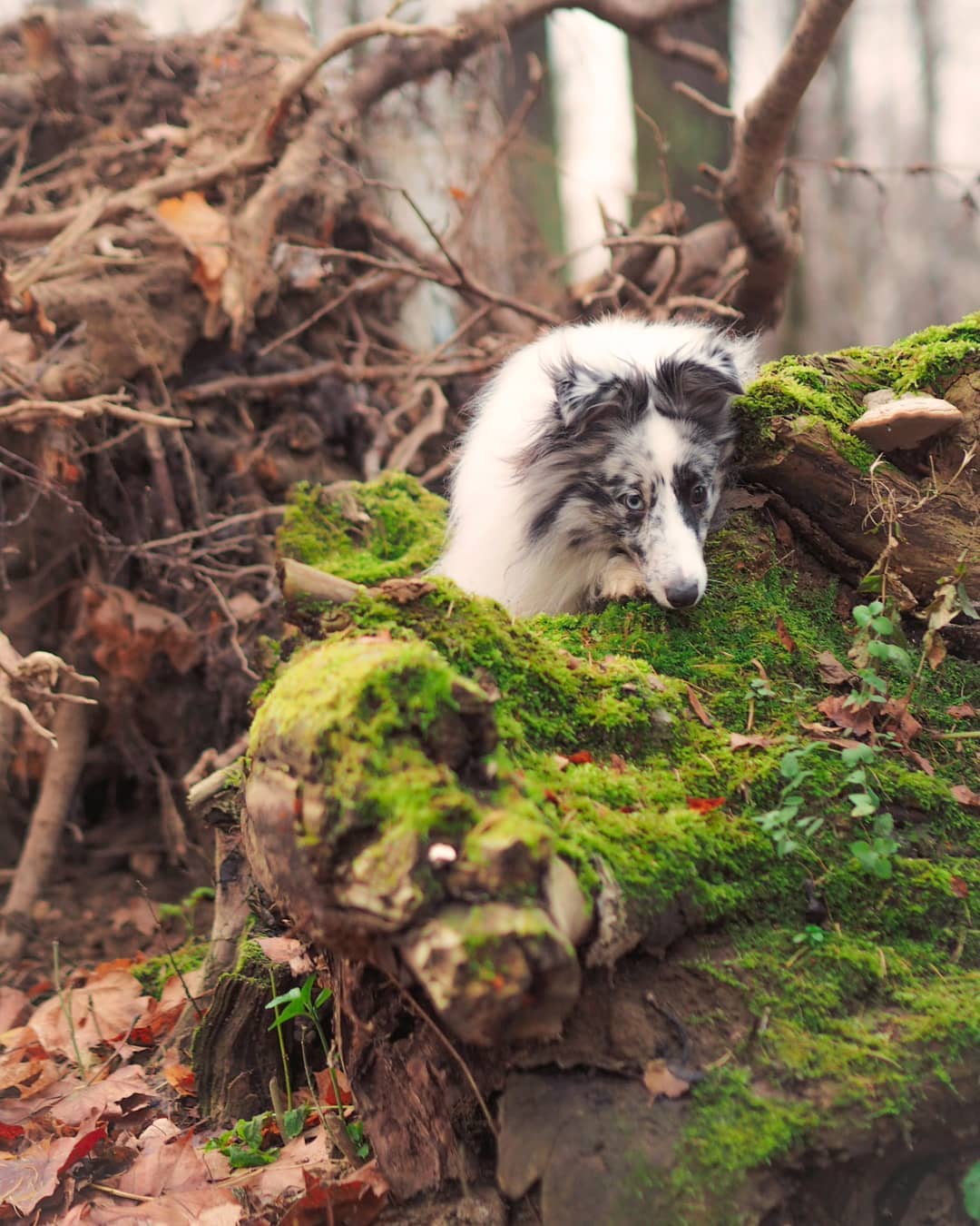 16 Interesting Facts About Shetland Sheepdogs 11