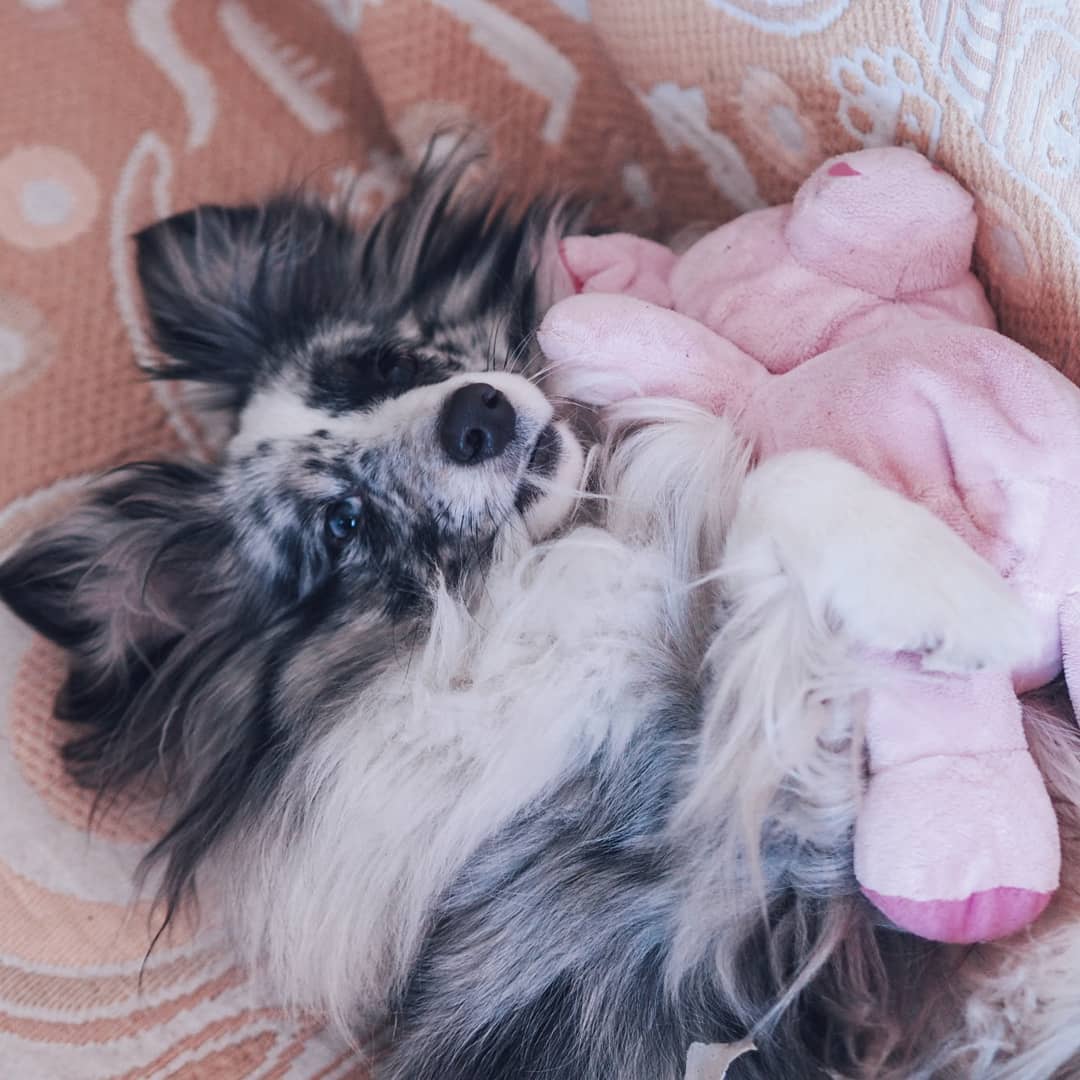 16 Interesting Facts About Shetland Sheepdogs 9