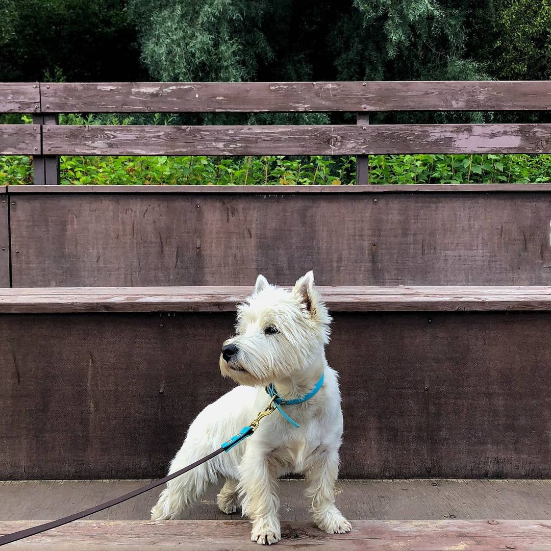 15 Cool Facts About West Highland White Terriers 9 15 Cool Facts About West Highland White Terriers 9