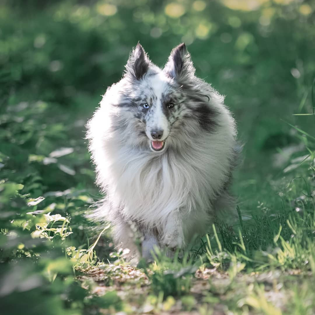 16 Interesting Facts About Shetland Sheepdogs 10
