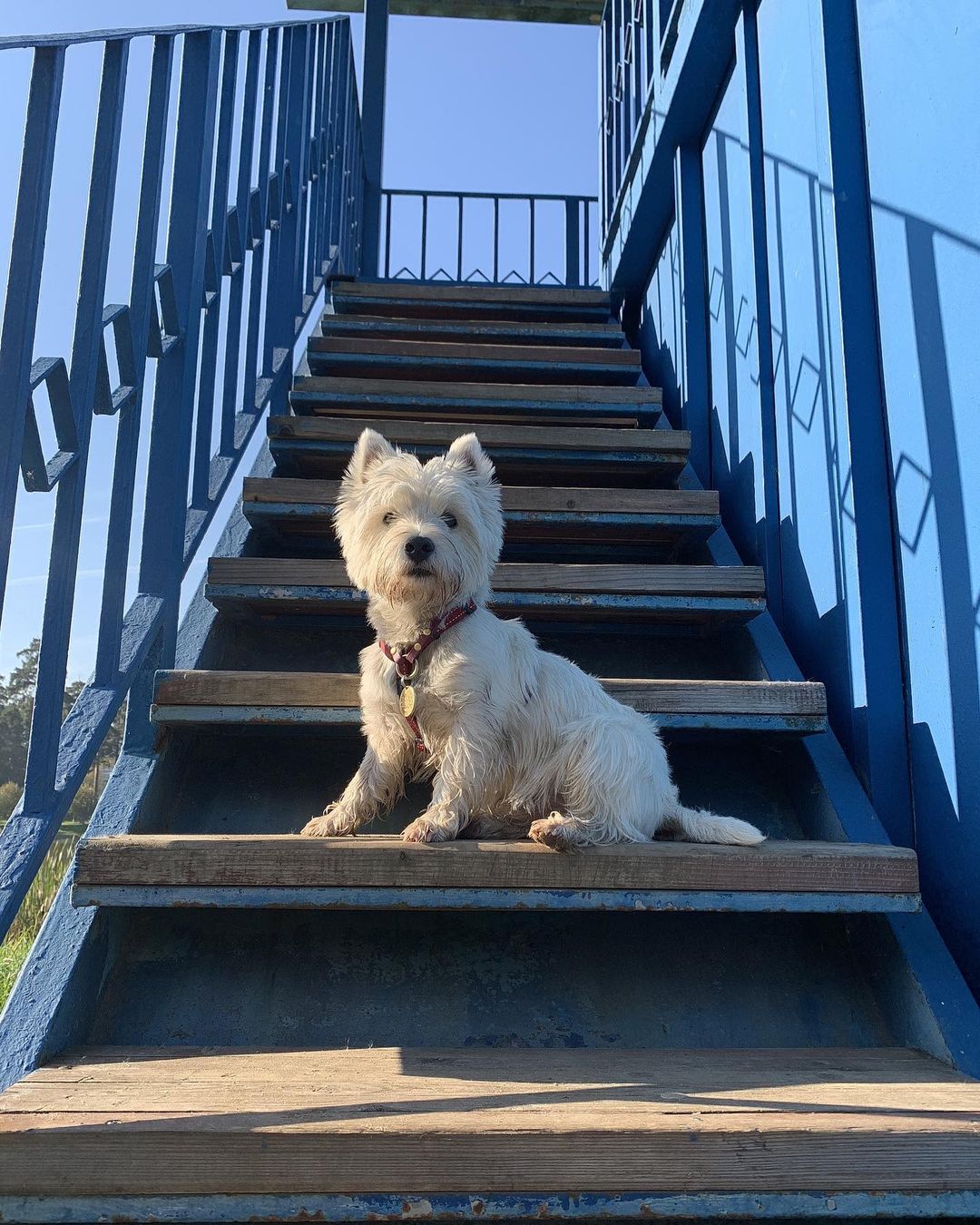 15 Cool Facts About West Highland White Terriers 10 15 Cool Facts About West Highland White Terriers 10