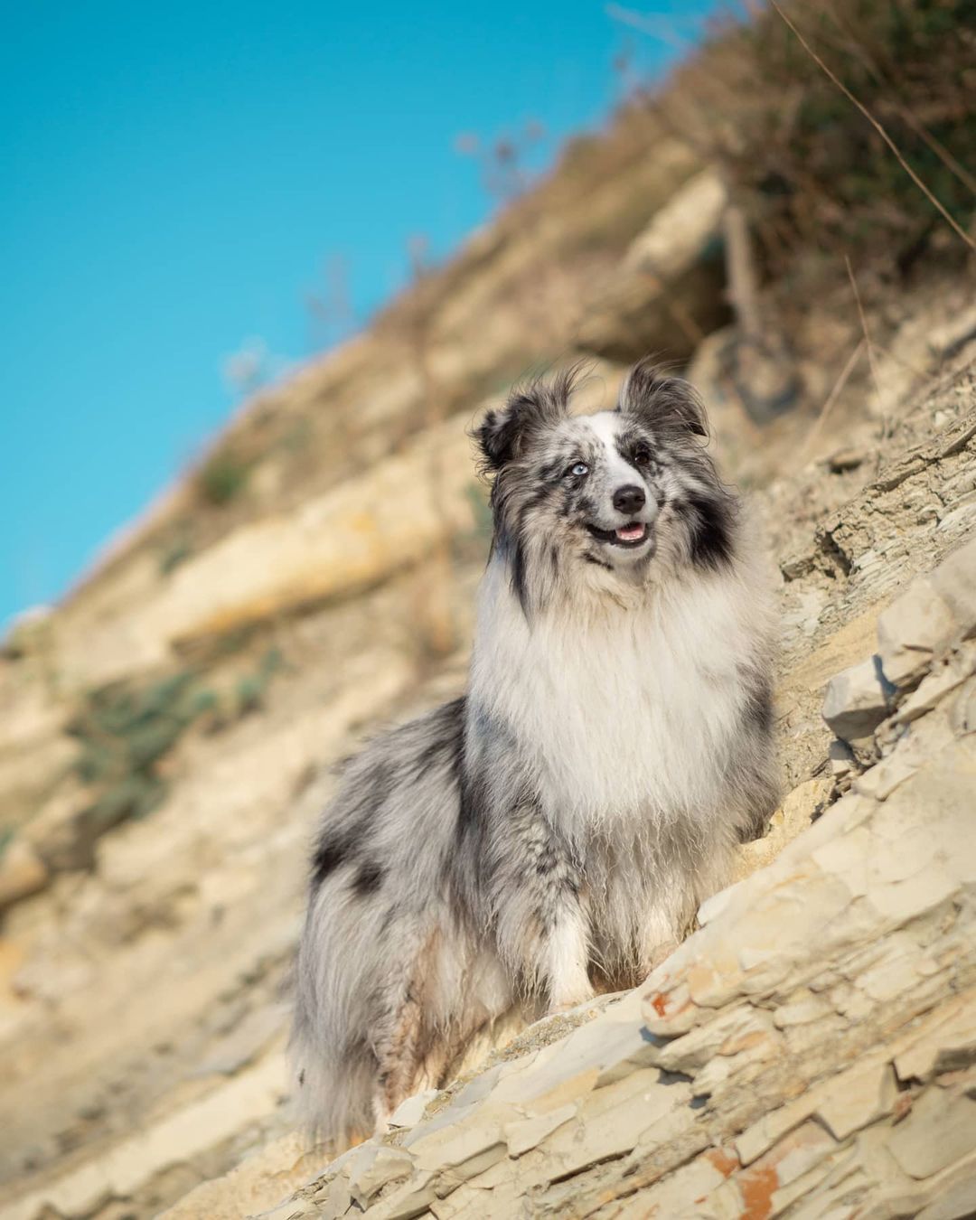 16 Interesting Facts About Shetland Sheepdogs 11