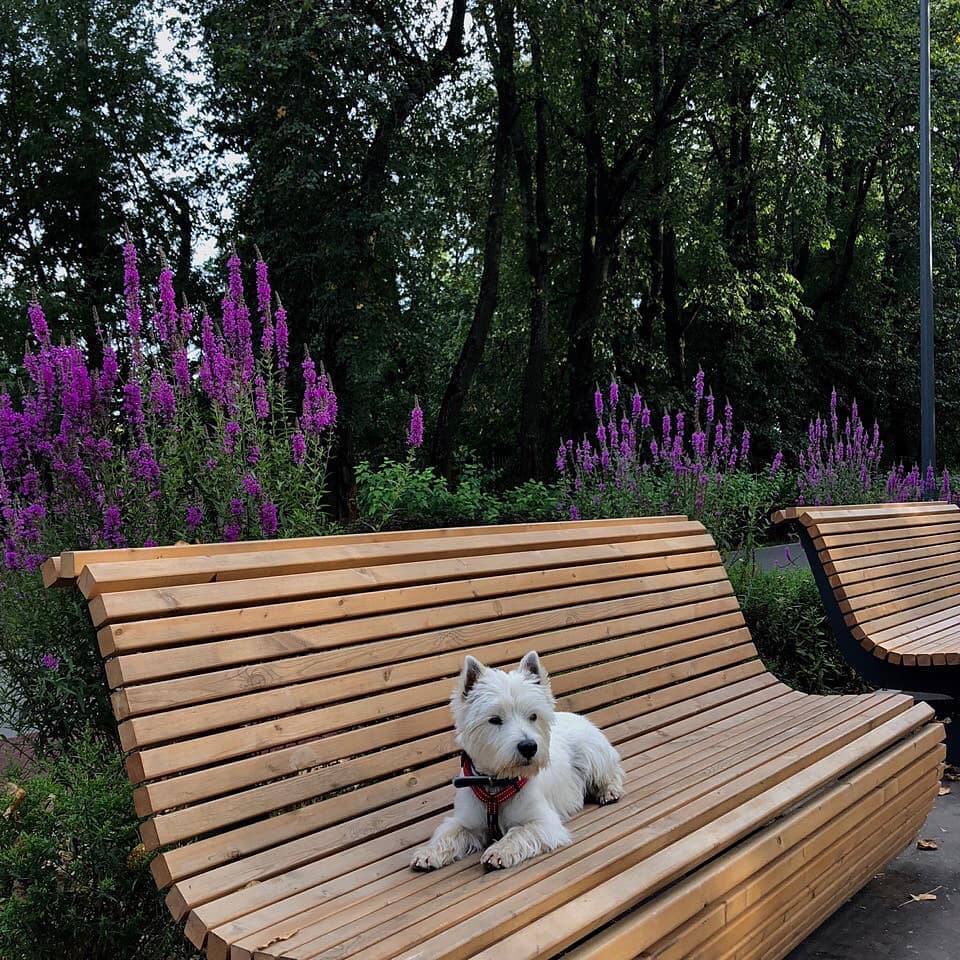 15 Cool Facts About West Highland White Terriers 11 15 Cool Facts About West Highland White Terriers 11