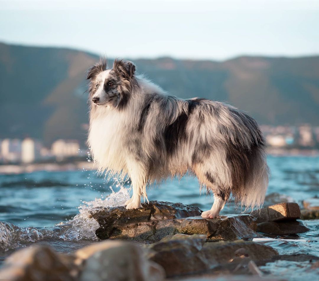 16 Interesting Facts About Shetland Sheepdogs 5