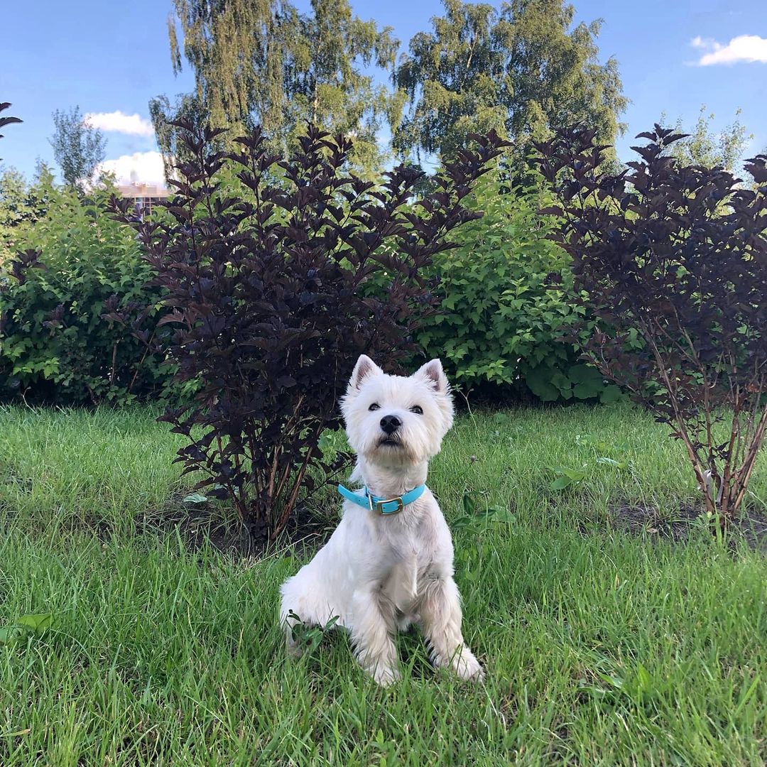 16 Amazing Facts About West Highland White Terriers You Probably Never Knew 10