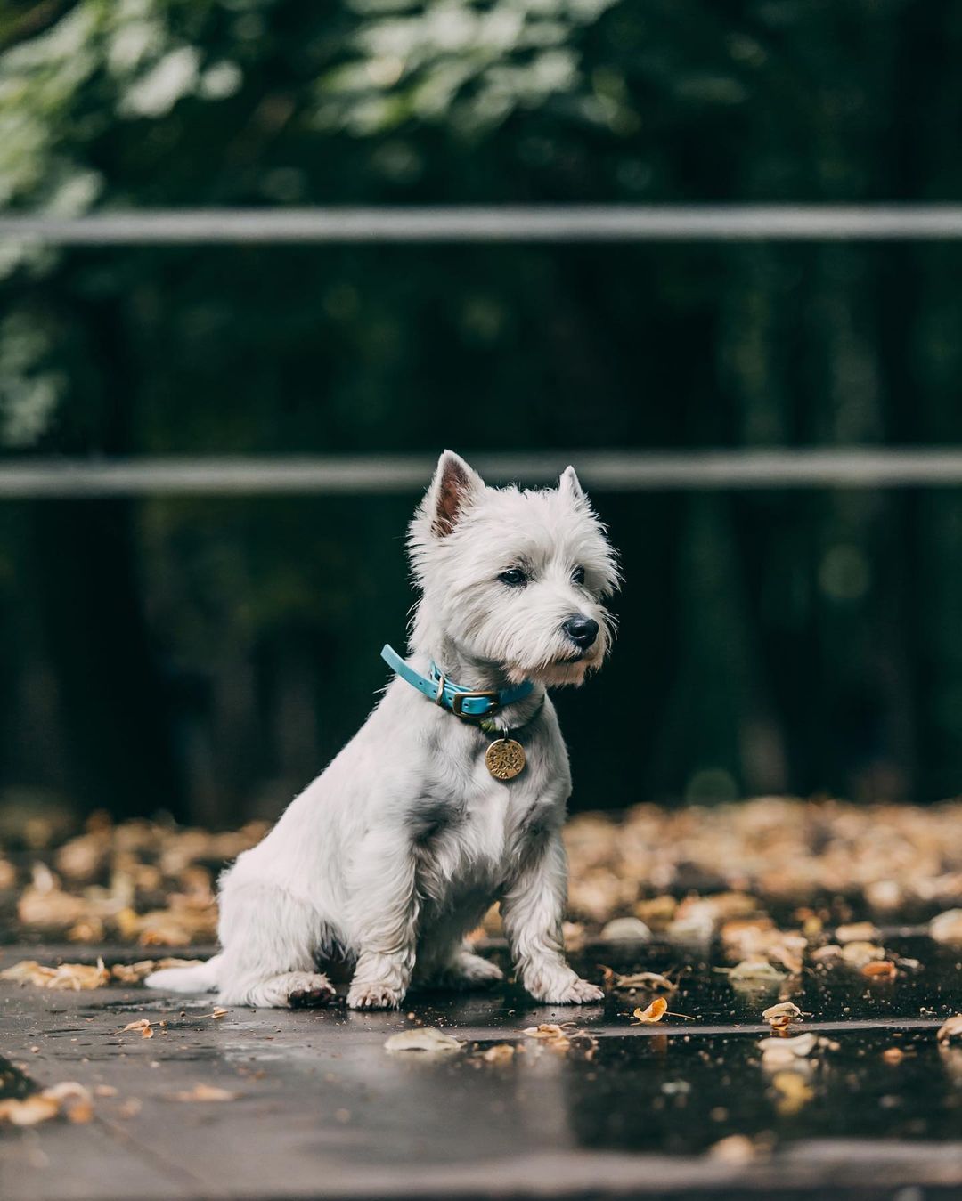 16 Amazing Facts About West Highland White Terriers You Probably Never Knew 11