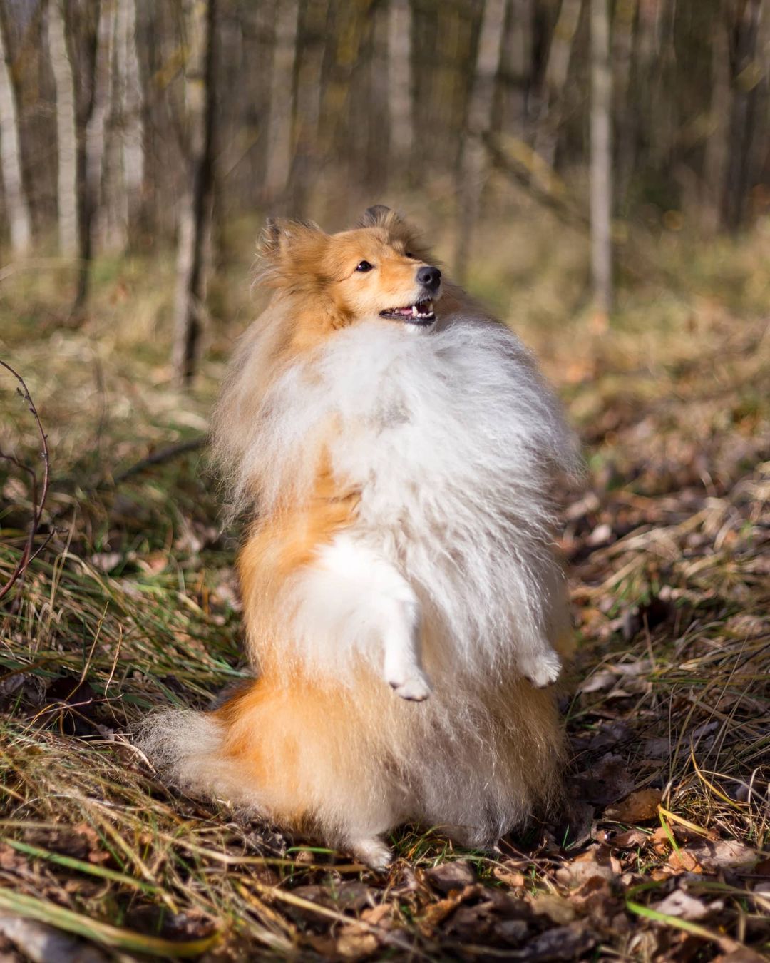16 Amazing Facts About Shetland Sheepdogs You Probably Never Knew 11