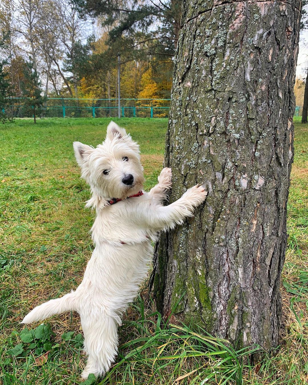 16 Amazing Facts About West Highland White Terriers You Probably Never Knew 9