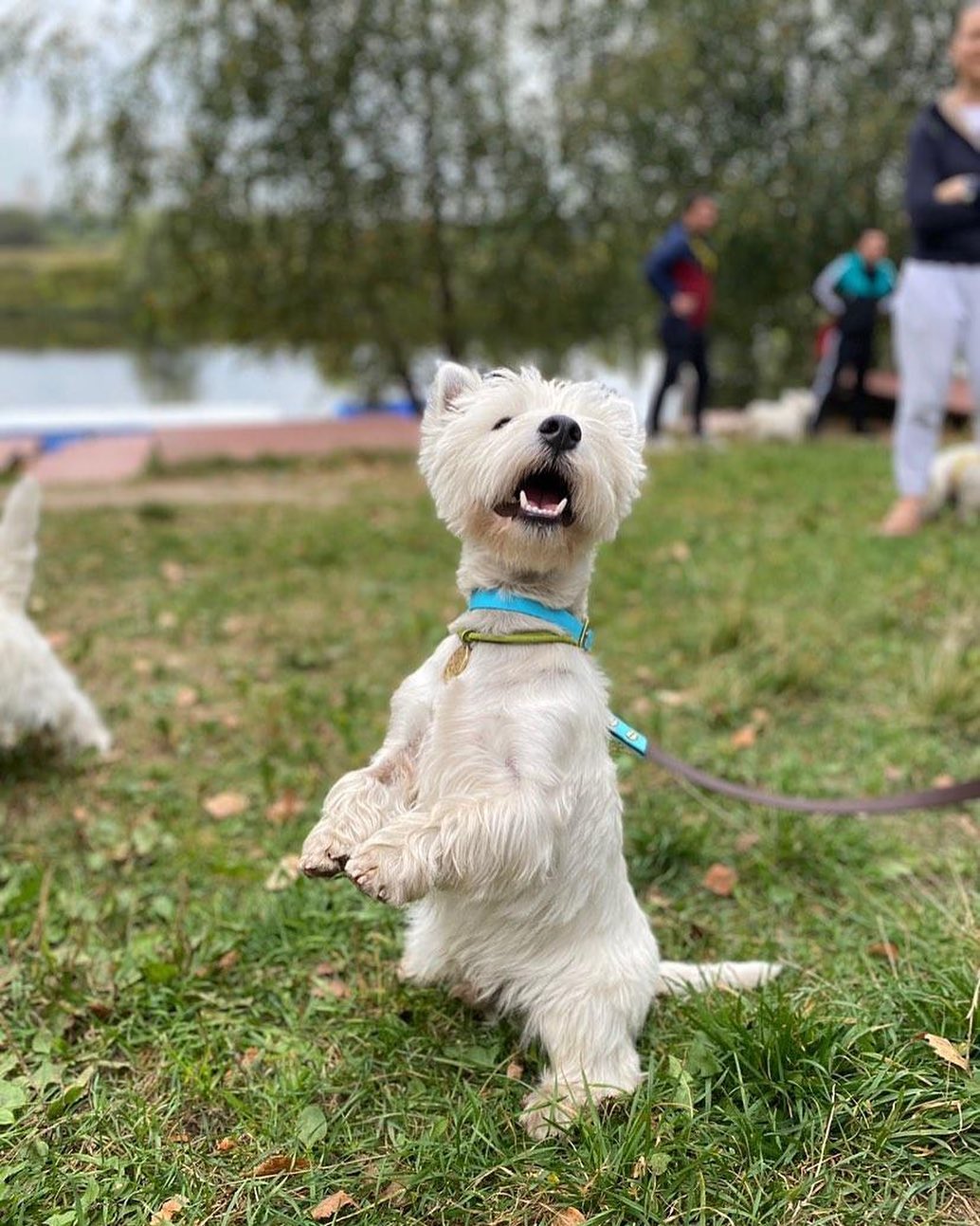 16 Amazing Facts About West Highland White Terriers You Probably Never Knew 10