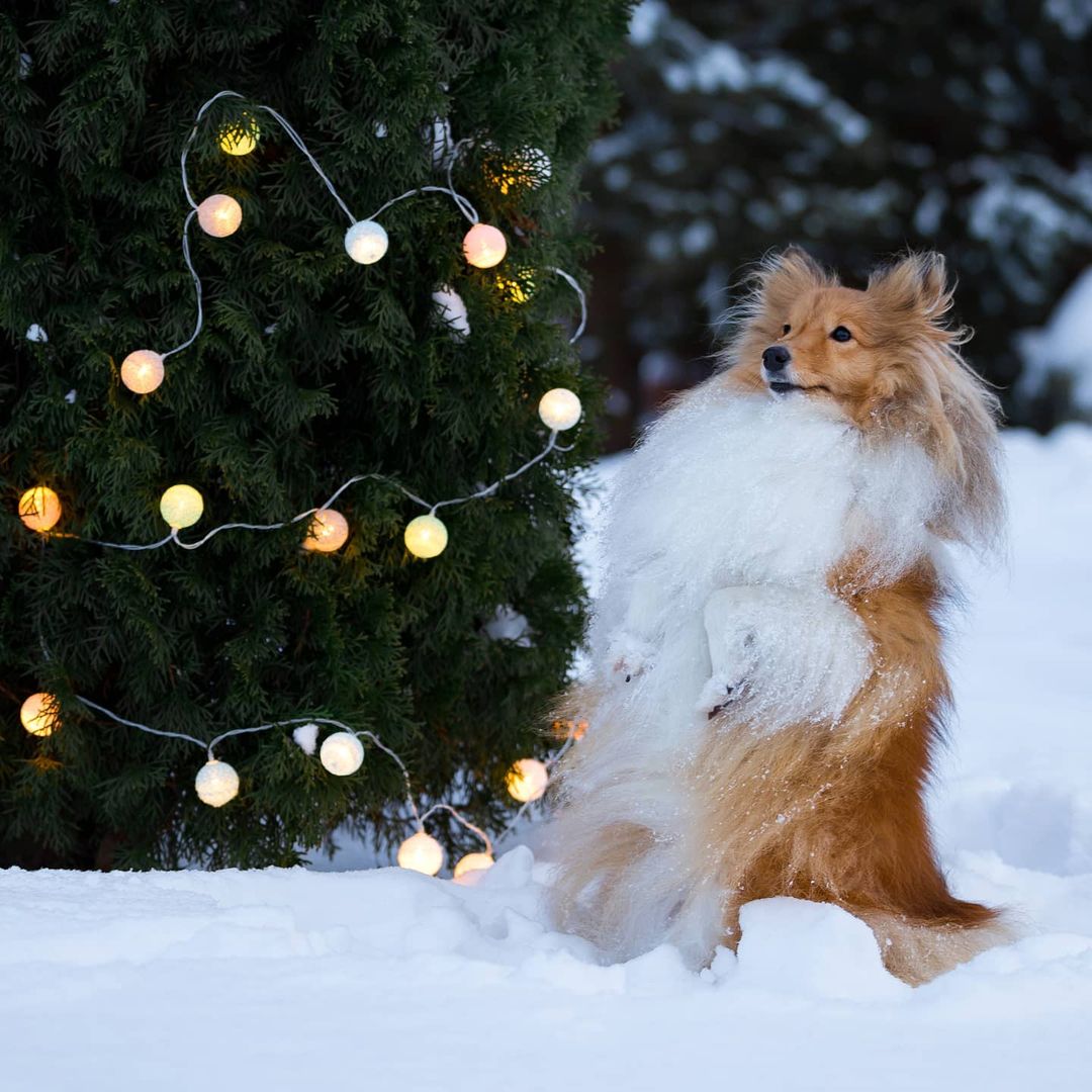 16 Amazing Facts About Shetland Sheepdogs You Probably Never Knew 10