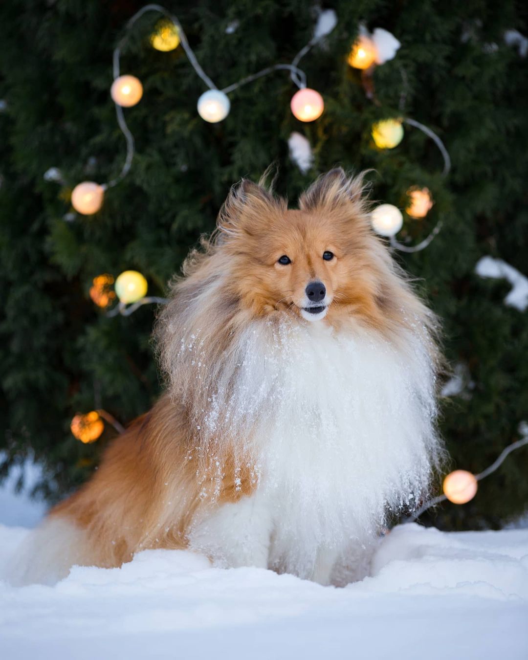 16 Amazing Facts About Shetland Sheepdogs You Probably Never Knew 11