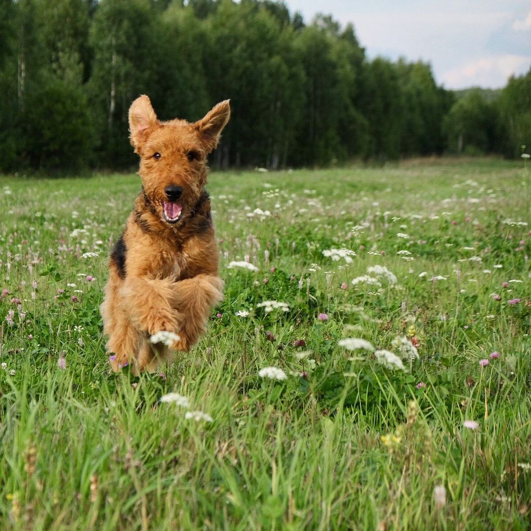 15 Interesting Facts About Airedale Terriers 9 15 Interesting Facts About Airedale Terriers 9