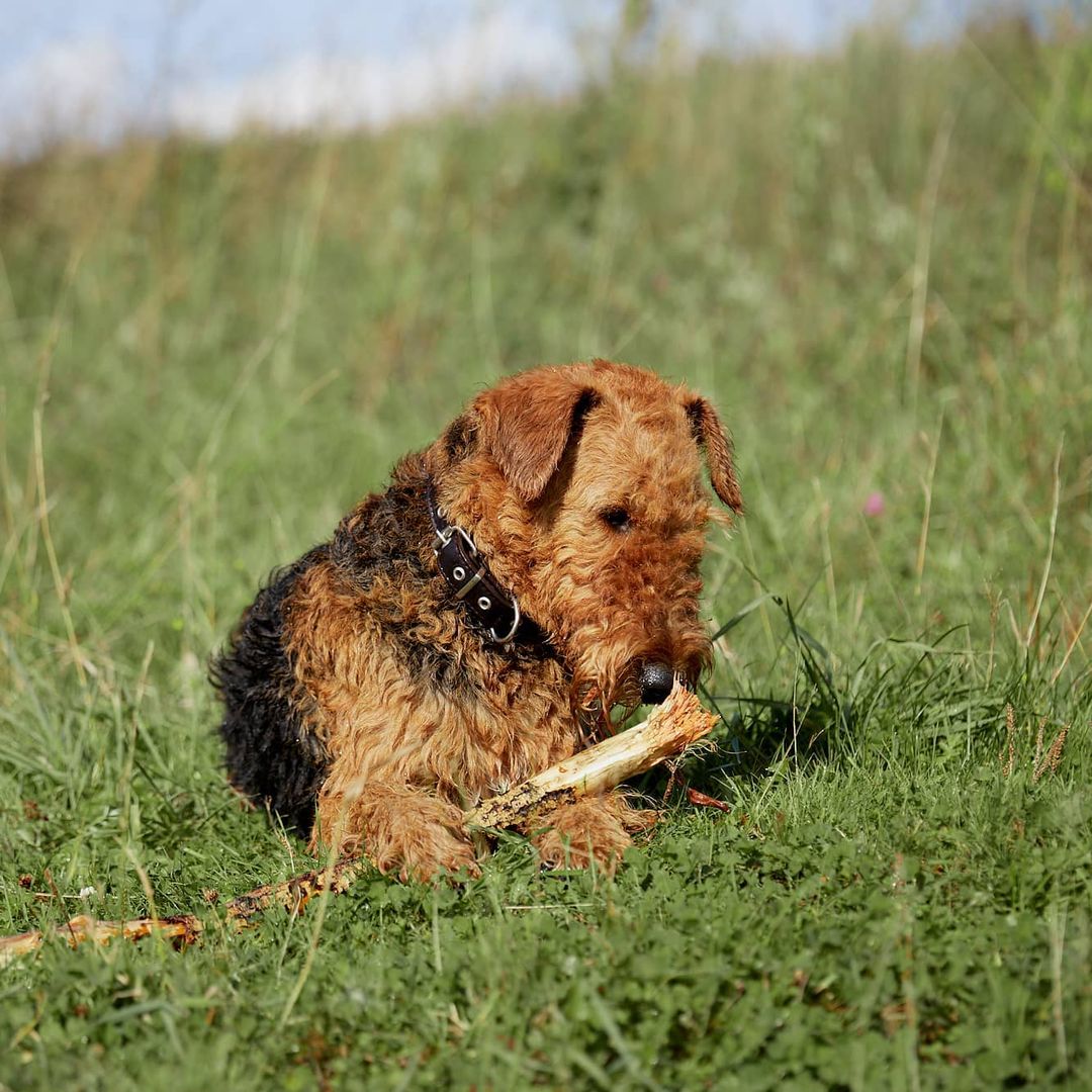 15 Interesting Facts About Airedale Terriers 11 15 Interesting Facts About Airedale Terriers 11