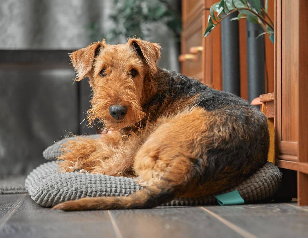 15 Interesting Facts About Airedale Terriers 10 15 Interesting Facts About Airedale Terriers 10