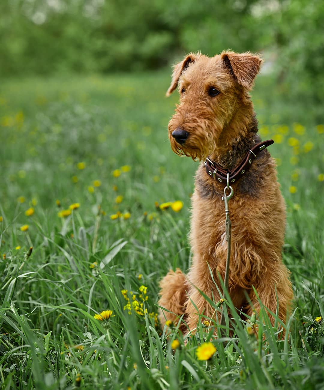 15 Amazing Facts About Airedale Terriers You Probably Never Knew 10