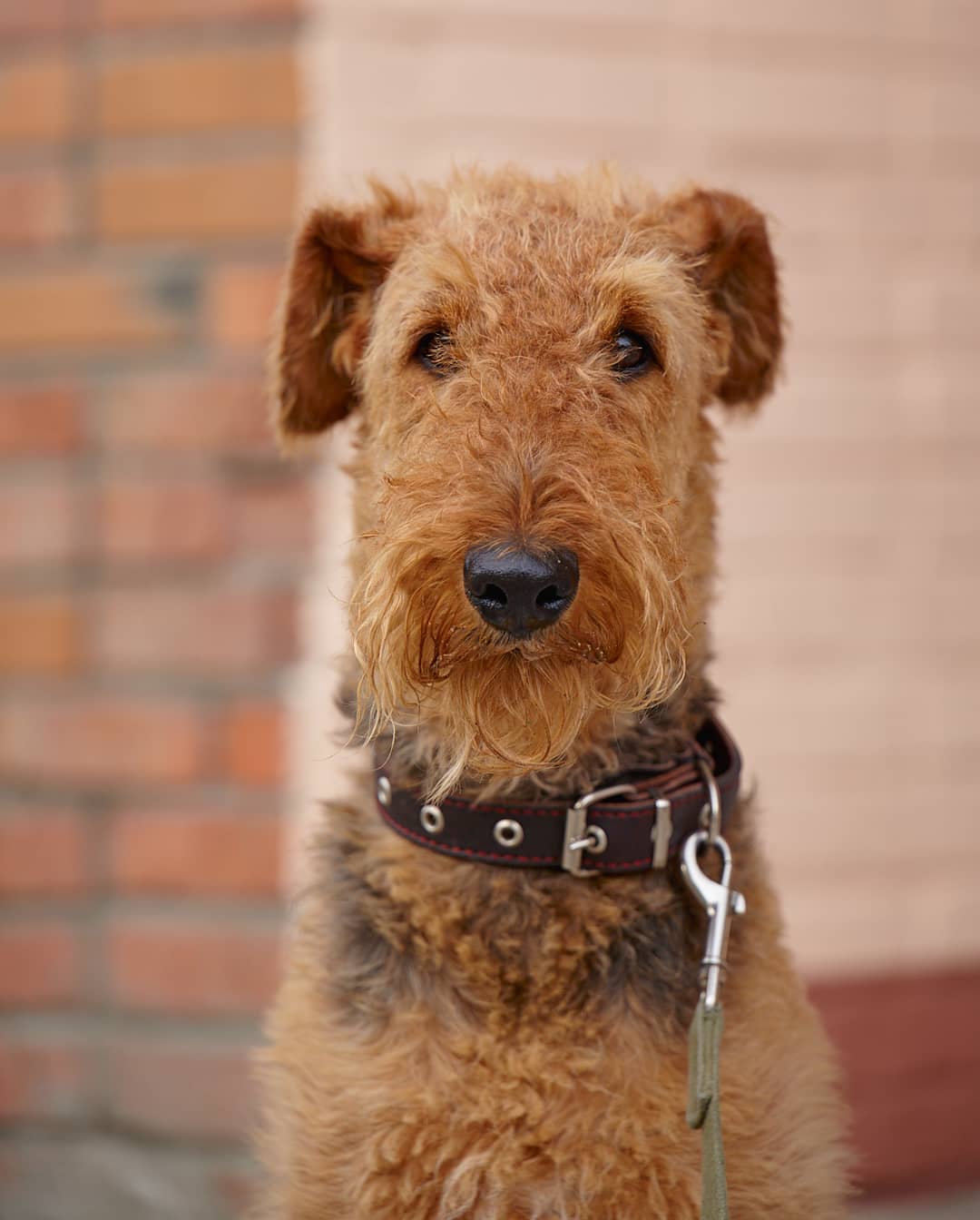 15 Amazing Facts About Airedale Terriers You Probably Never Knew 10