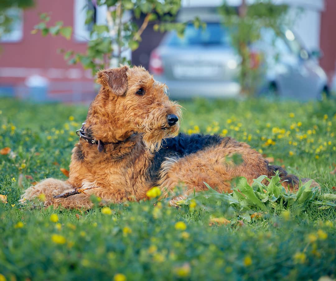 15 Amazing Facts About Airedale Terriers You Probably Never Knew 9