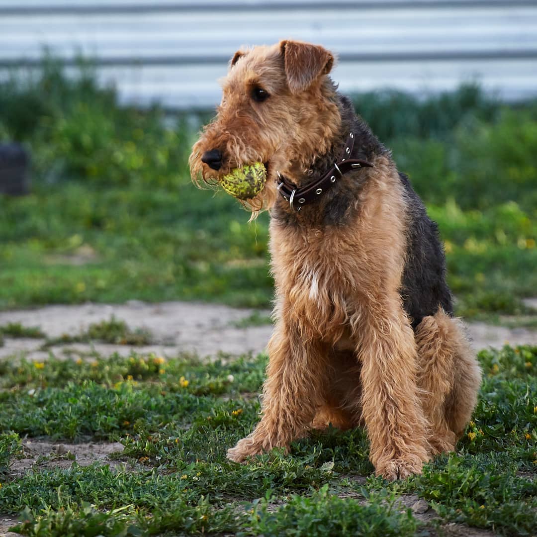 15 Amazing Facts About Airedale Terriers You Probably Never Knew 10