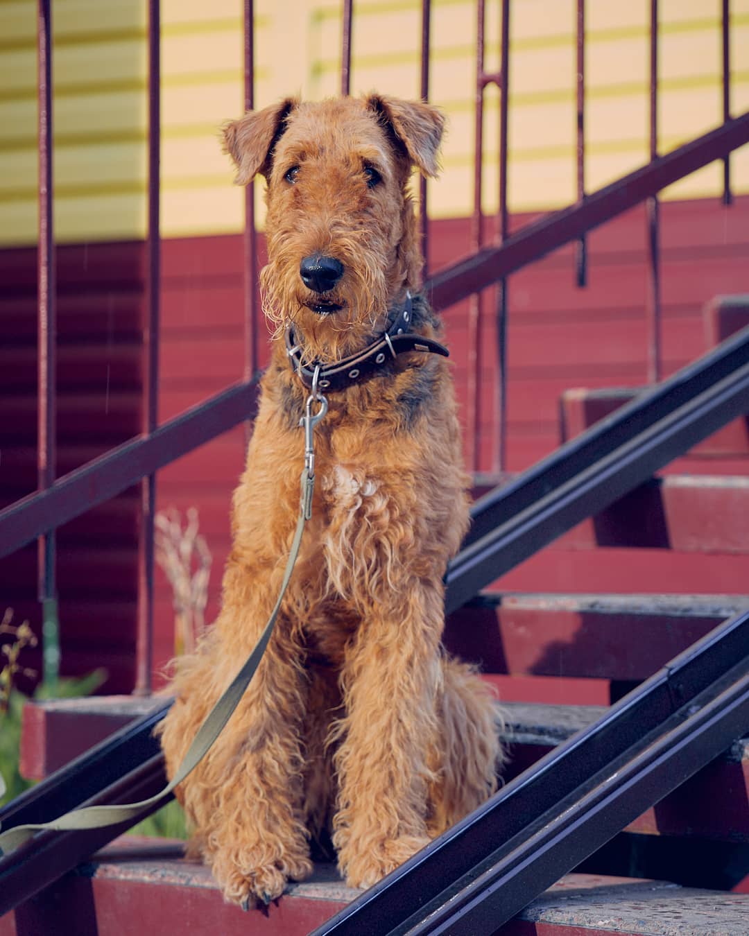15 Amazing Facts About Airedale Terriers You Probably Never Knew 9 15 Amazing Facts About Airedale Terriers You Probably Never Knew 9