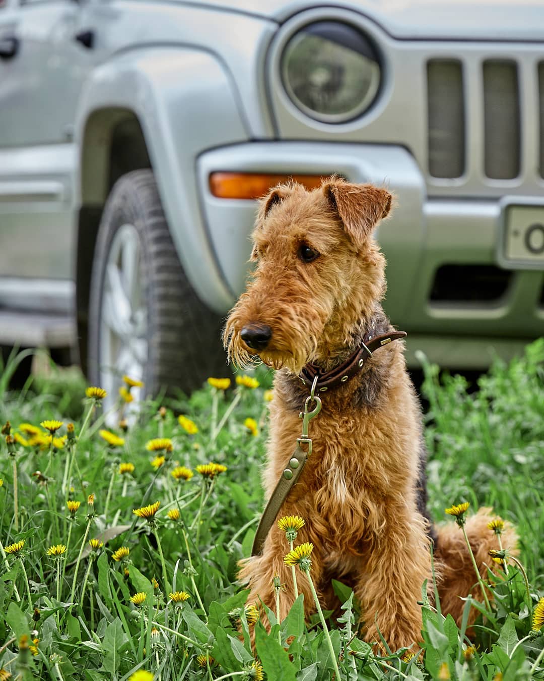 15 Amazing Facts About Airedale Terriers You Probably Never Knew 10 15 Amazing Facts About Airedale Terriers You Probably Never Knew 10