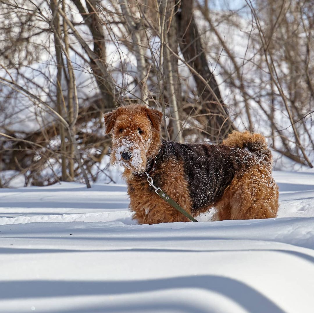 15 Interesting Facts About Airedale Terriers 11 15 Interesting Facts About Airedale Terriers 11