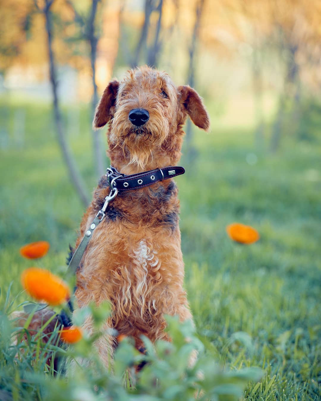 15 Amazing Facts About Airedale Terriers You Probably Never Knew 11 15 Amazing Facts About Airedale Terriers You Probably Never Knew 11