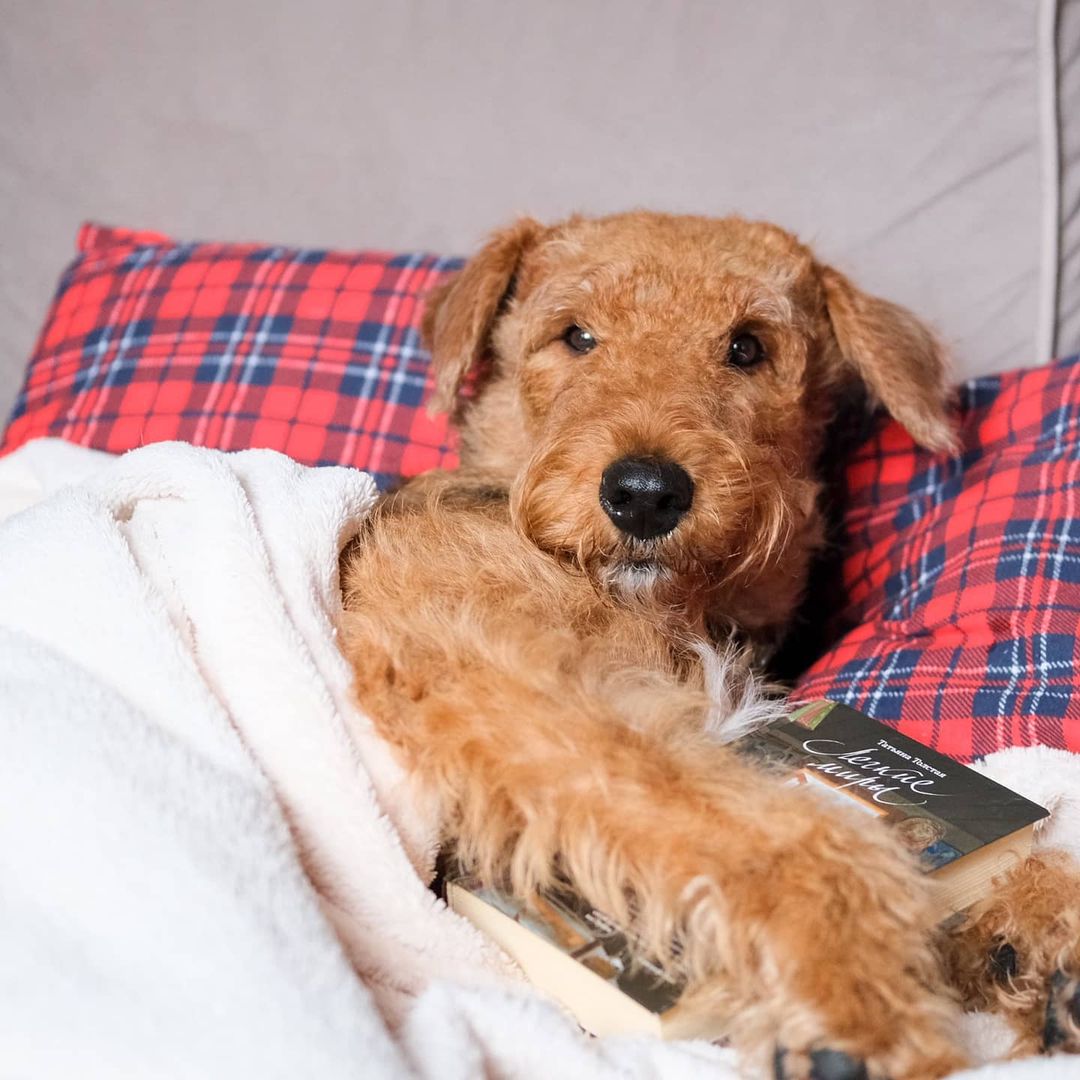 16 Cool Facts About Airedale Terriers 10