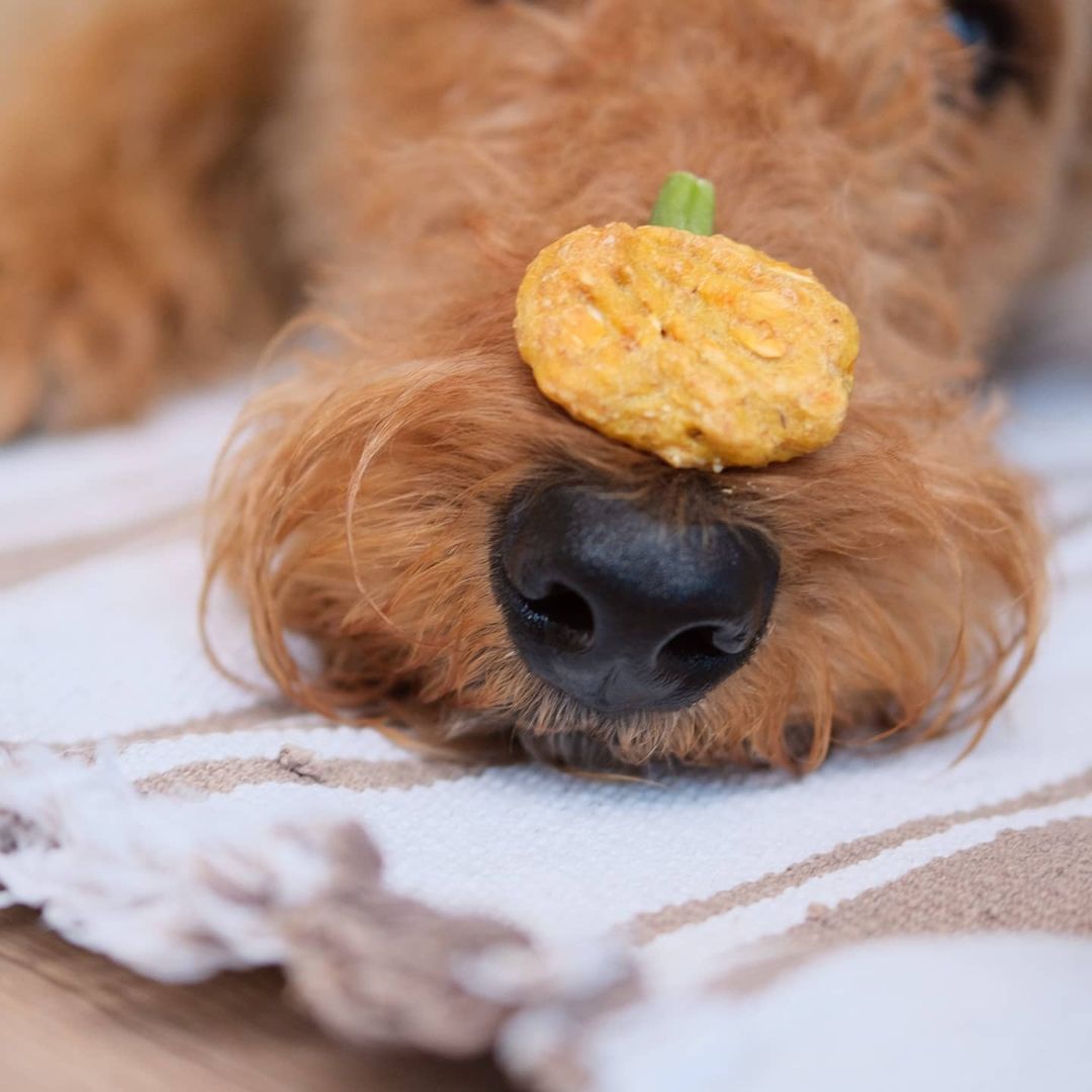 16 Cool Facts About Airedale Terriers 11