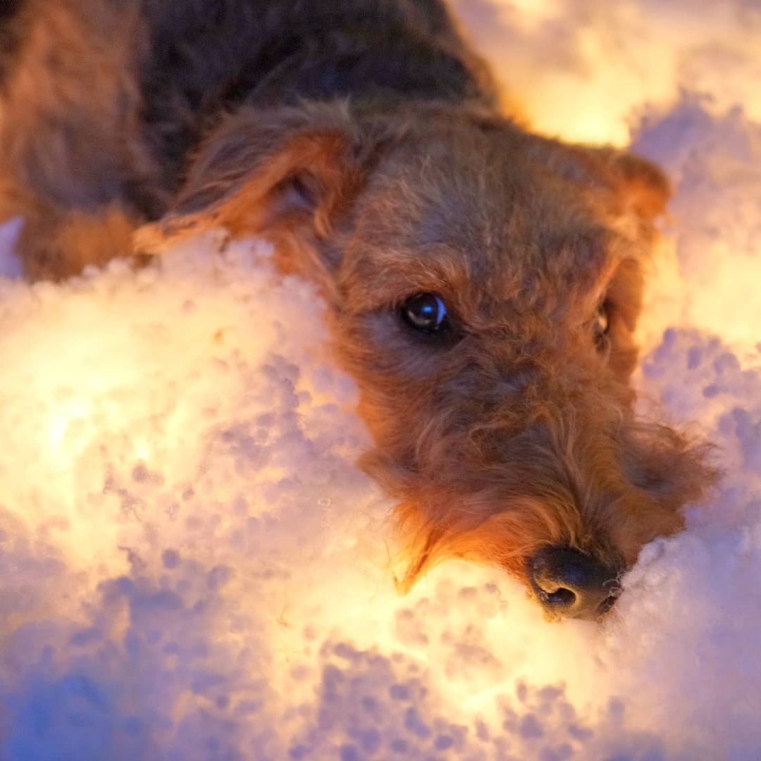 16 Cool Facts About Airedale Terriers 9 16 Cool Facts About Airedale Terriers 9