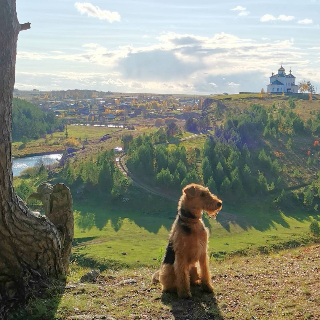 16 Cool Facts About Airedale Terriers 10 16 Cool Facts About Airedale Terriers 10