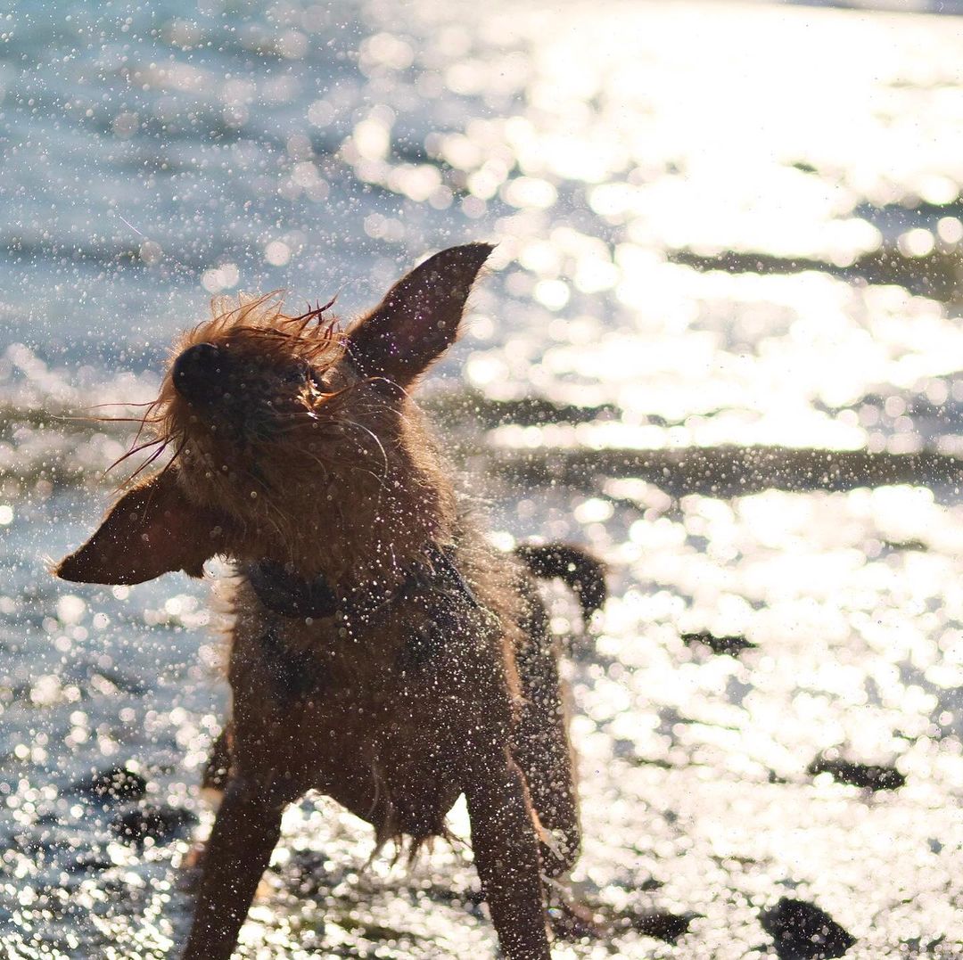 16 Cool Facts About Airedale Terriers 11 16 Cool Facts About Airedale Terriers 11