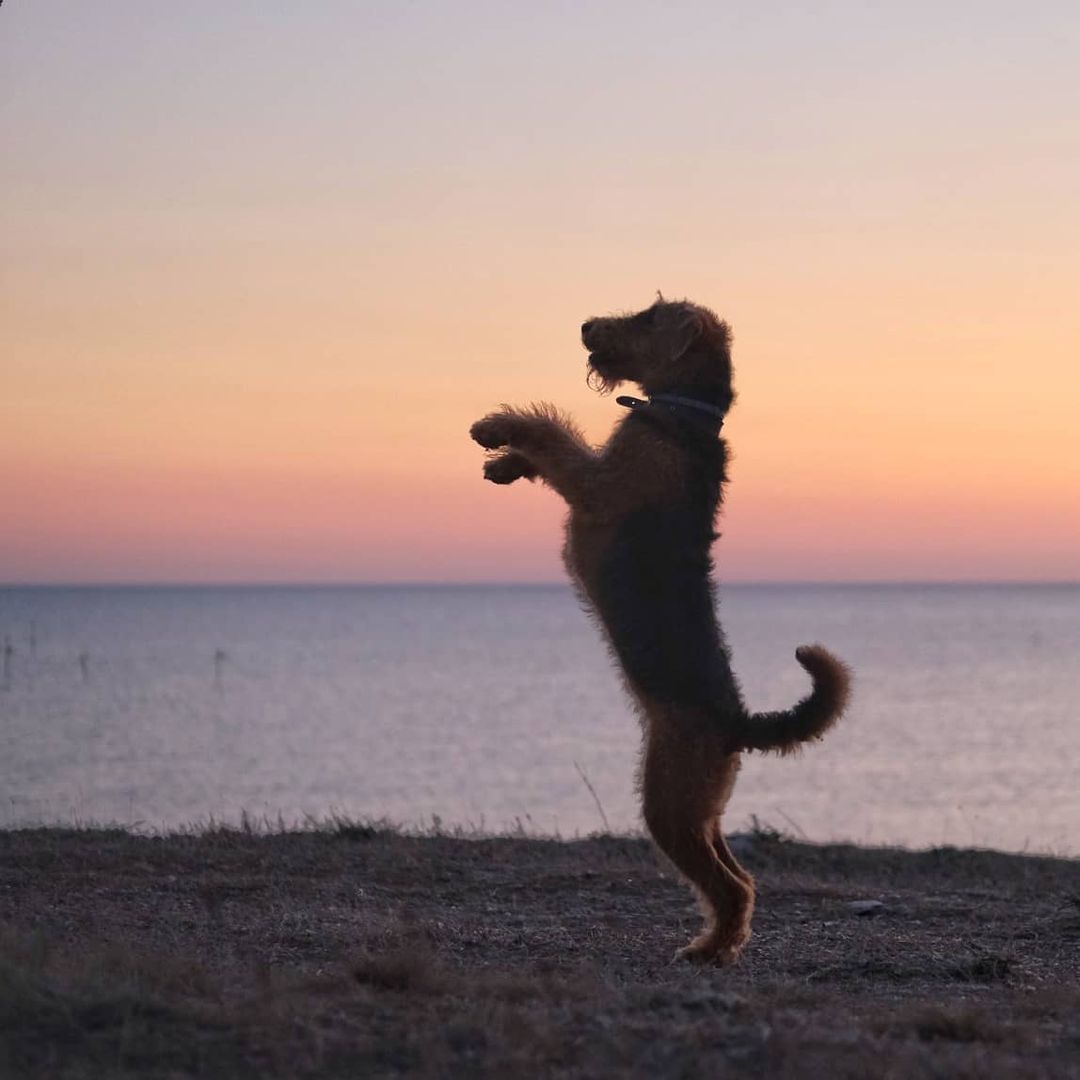 16 Cool Facts About Airedale Terriers 9