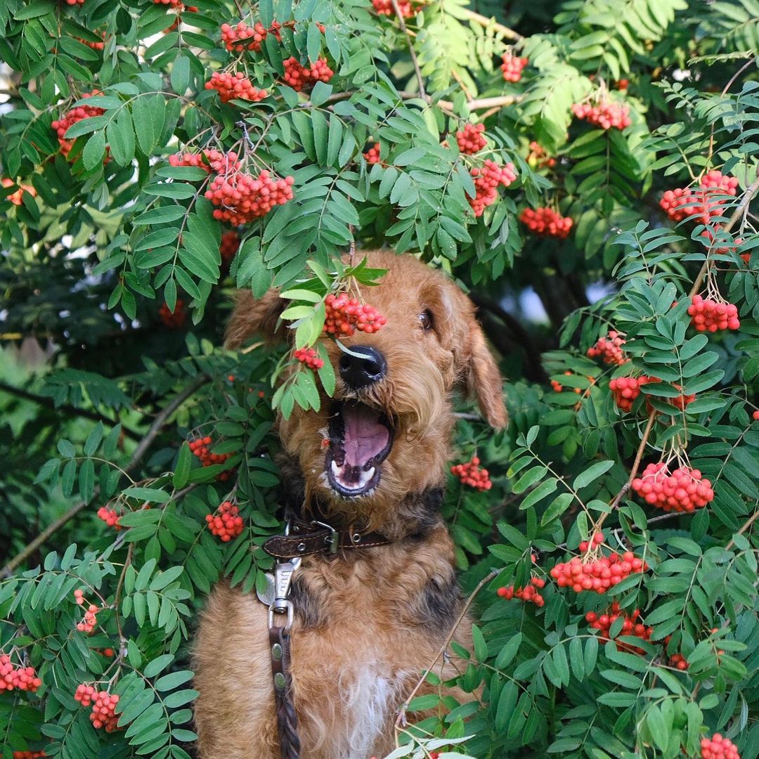 16 Cool Facts About Airedale Terriers 10