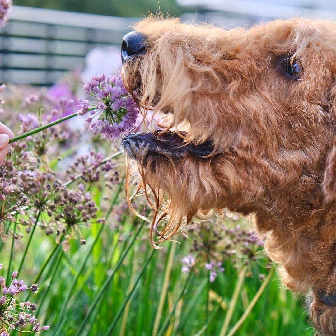 16 Cool Facts About Airedale Terriers 11