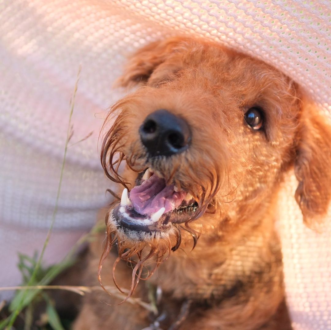 16 Cool Facts About Airedale Terriers 10