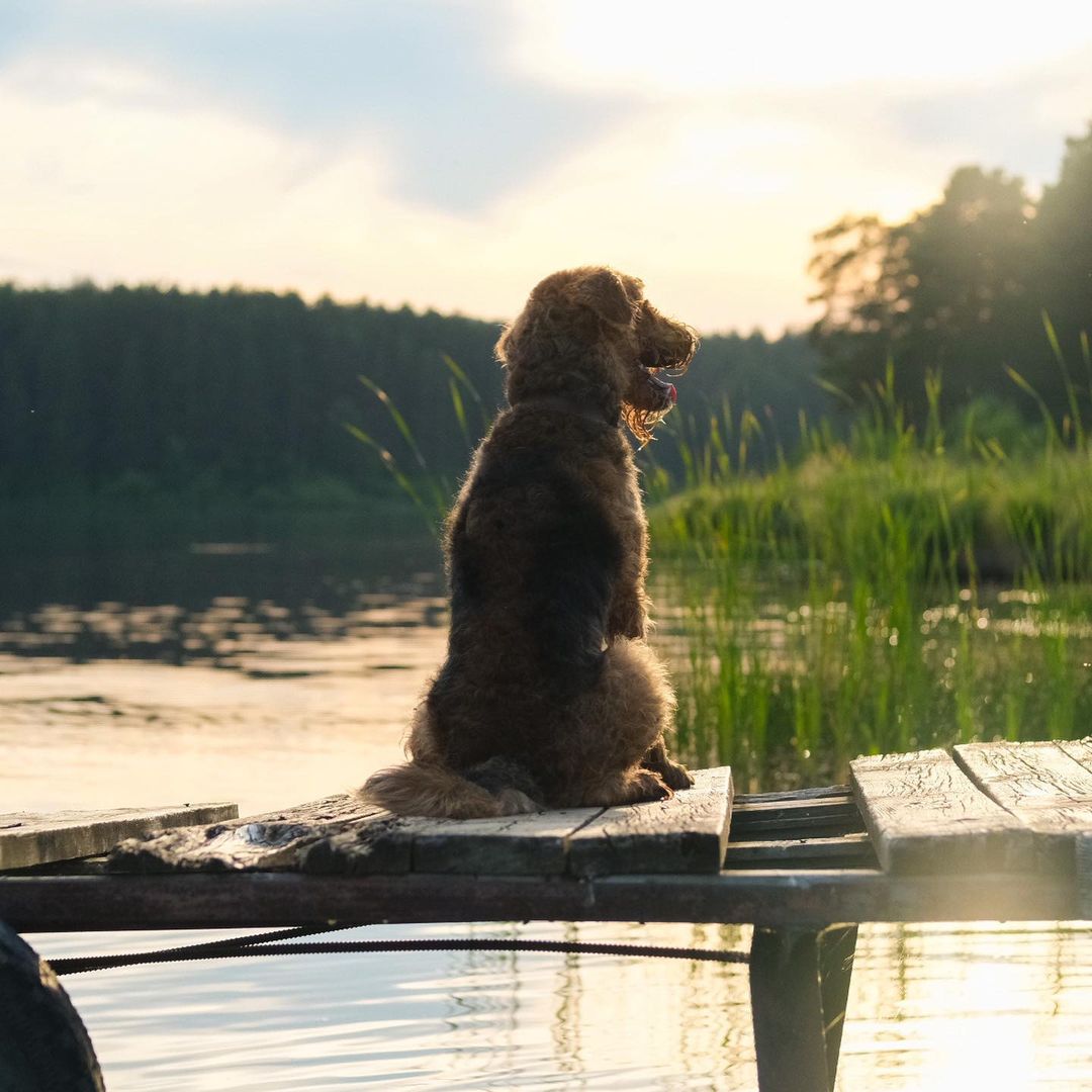 16 Cool Facts About Airedale Terriers 11