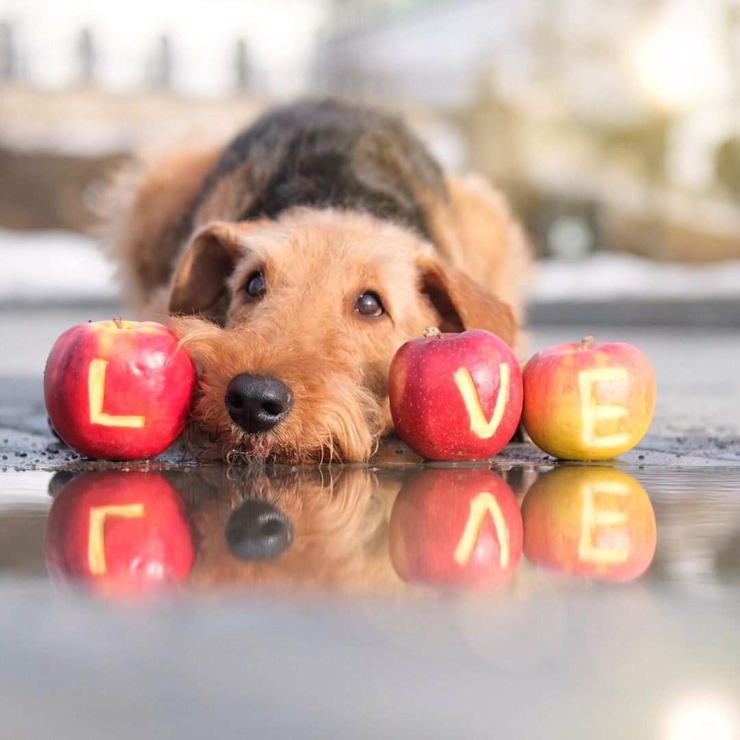 16 Cool Facts About Airedale Terriers 5 16 Cool Facts About Airedale Terriers 5