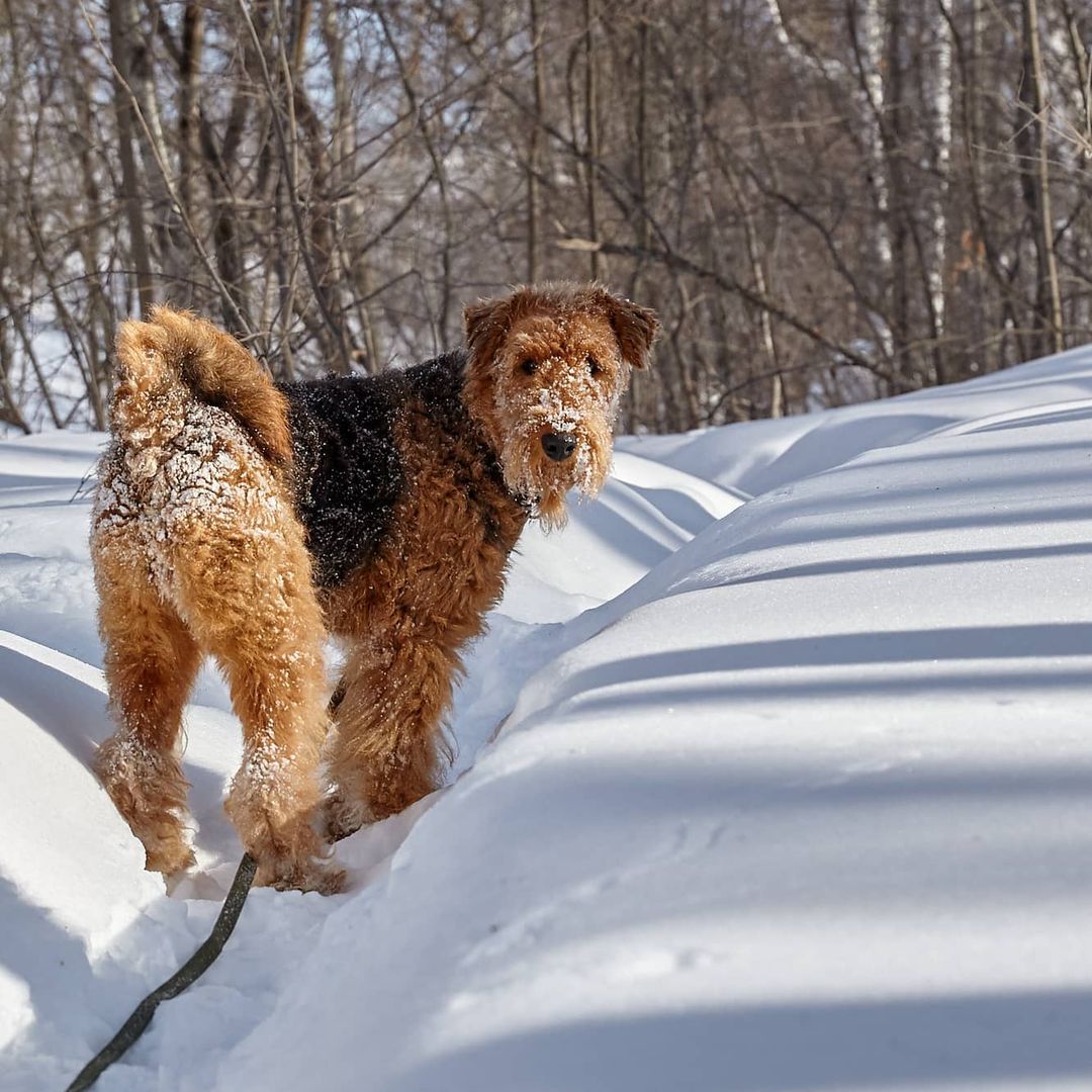 15 Interesting Facts About Airedale Terriers 11