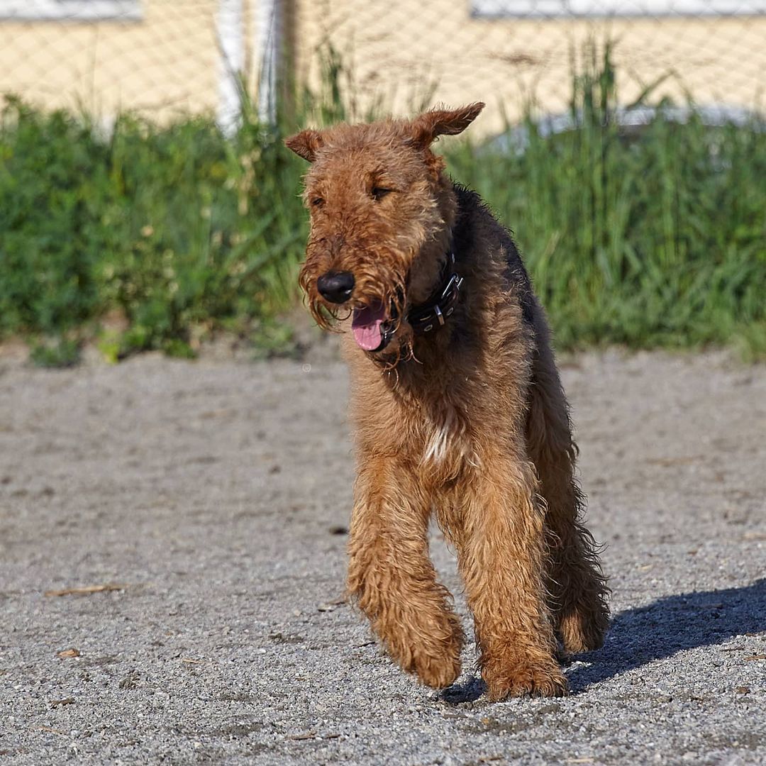 15 Interesting Facts About Airedale Terriers 9