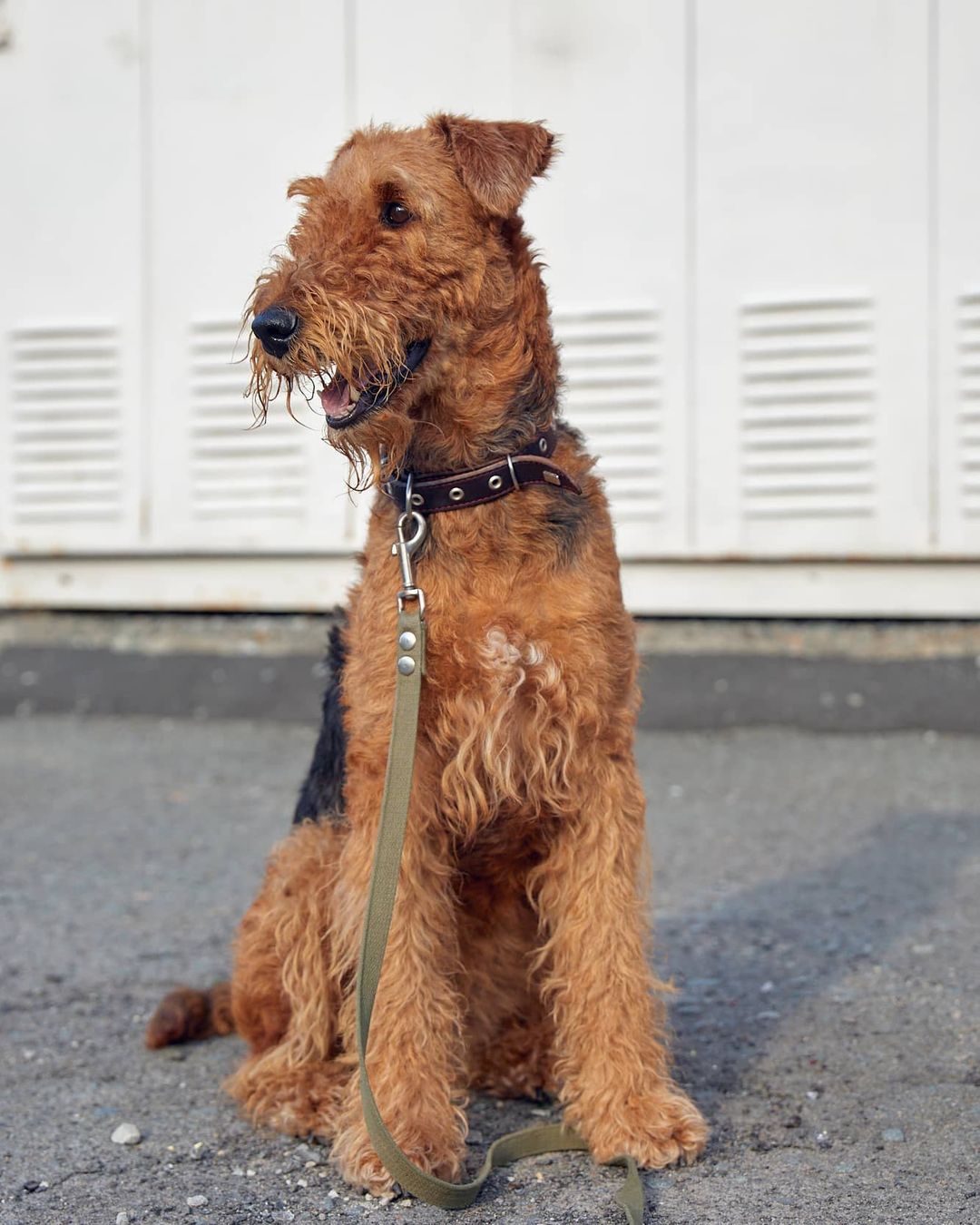 15 Interesting Facts About Airedale Terriers 10