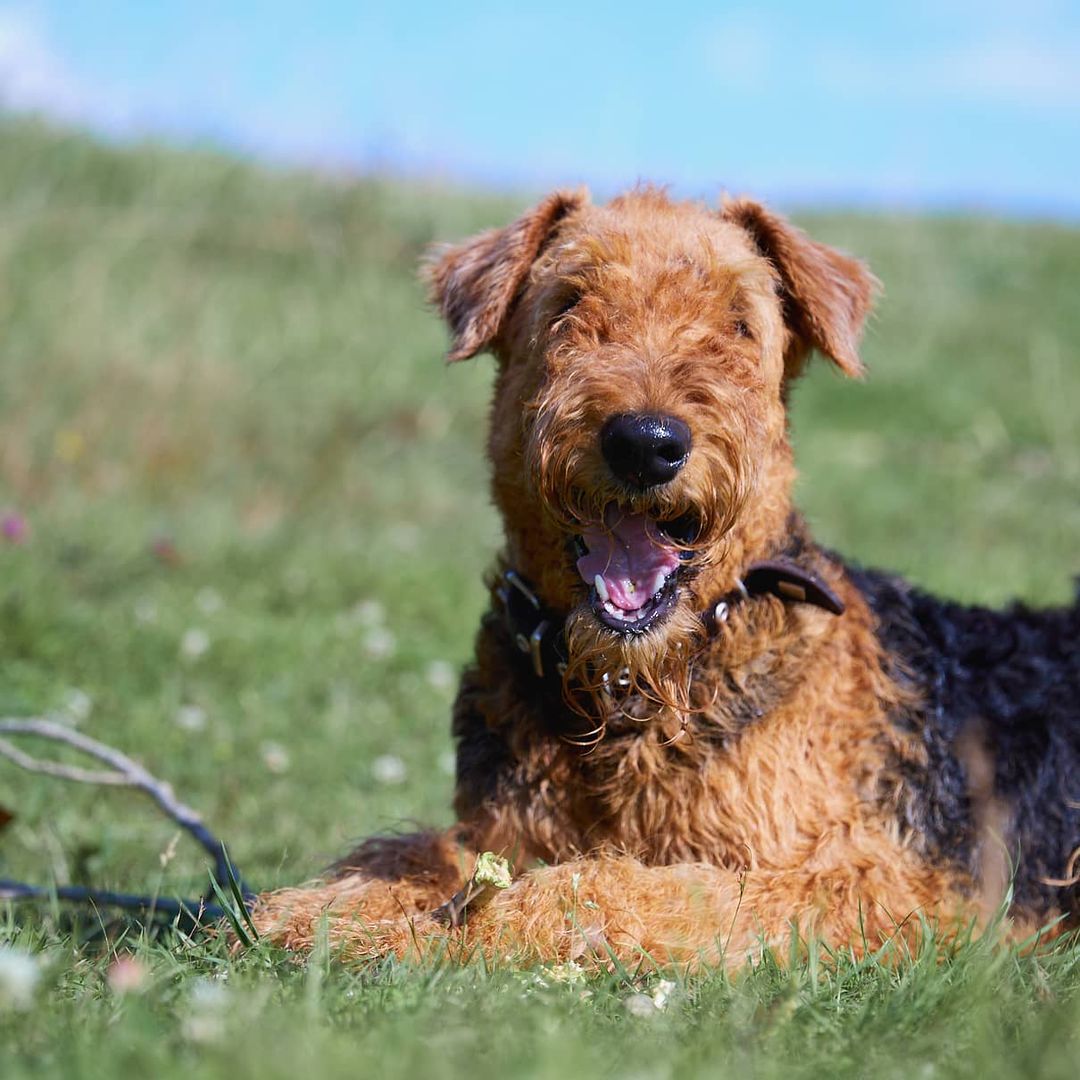 15 Interesting Facts About Airedale Terriers 11