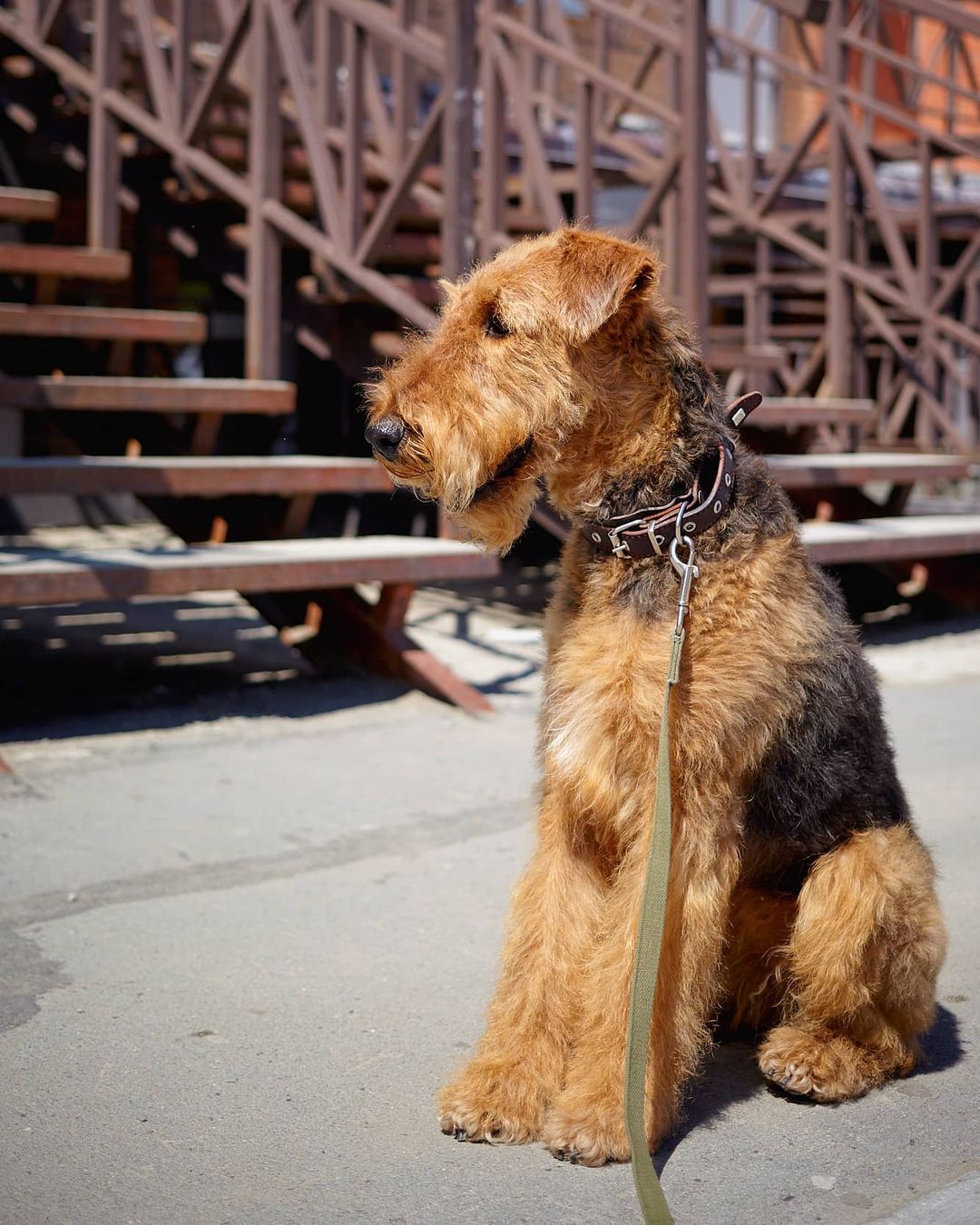 15 Interesting Facts About Airedale Terriers 9