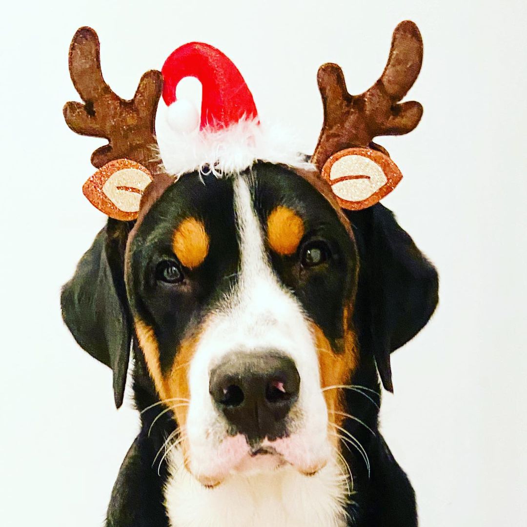 15 Interesting Facts About Entlebucher Mountain Dogs 9 15 Interesting Facts About Entlebucher Mountain Dogs 9