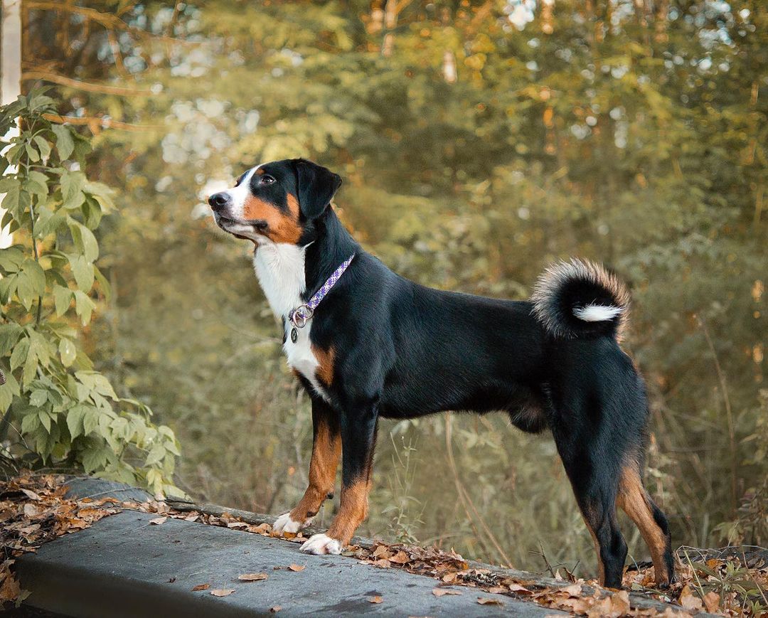 15 Amazing Facts About Entlebucher Mountain Dogs You Probably Never Knew 9