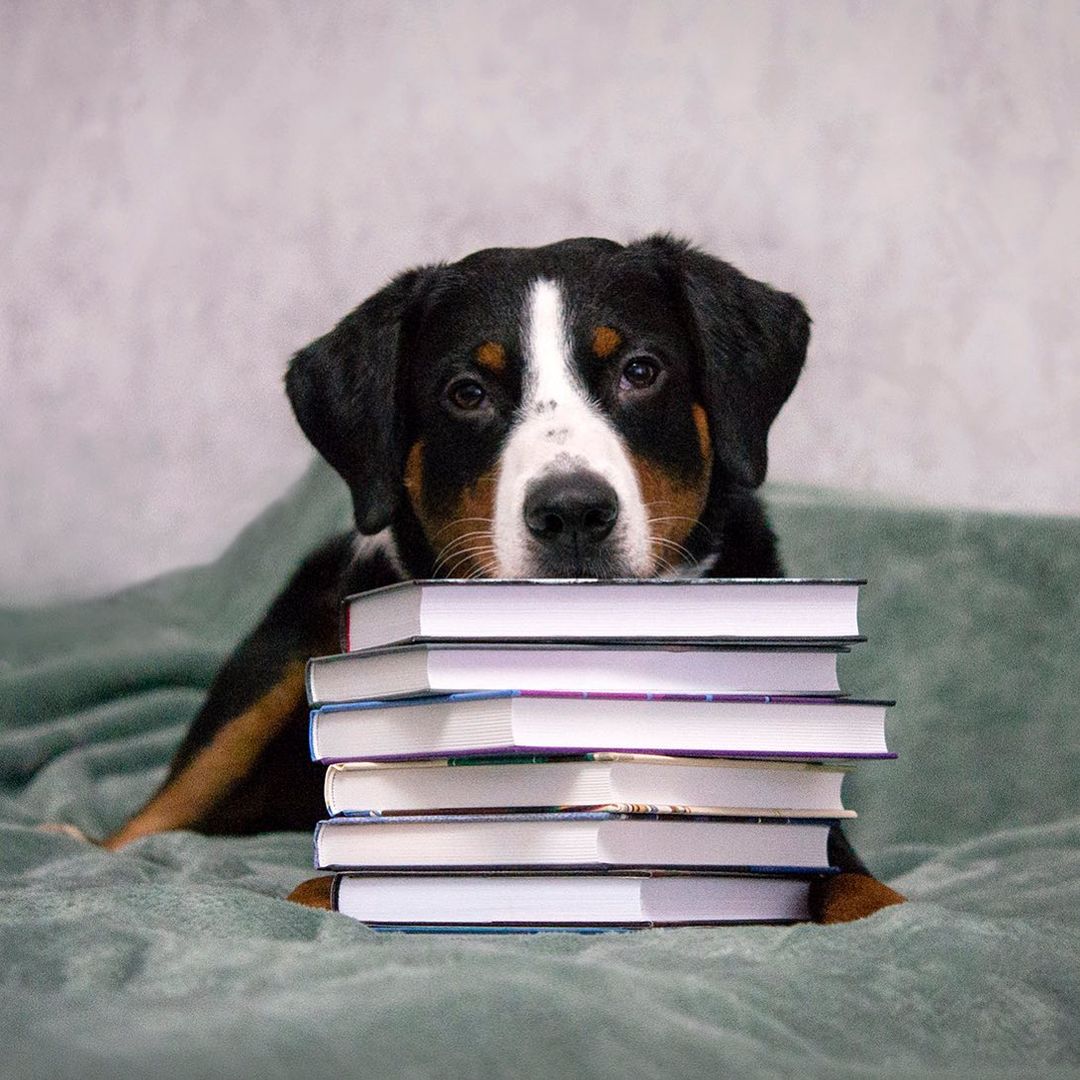 15 Amazing Facts About Entlebucher Mountain Dogs You Probably Never Knew 10