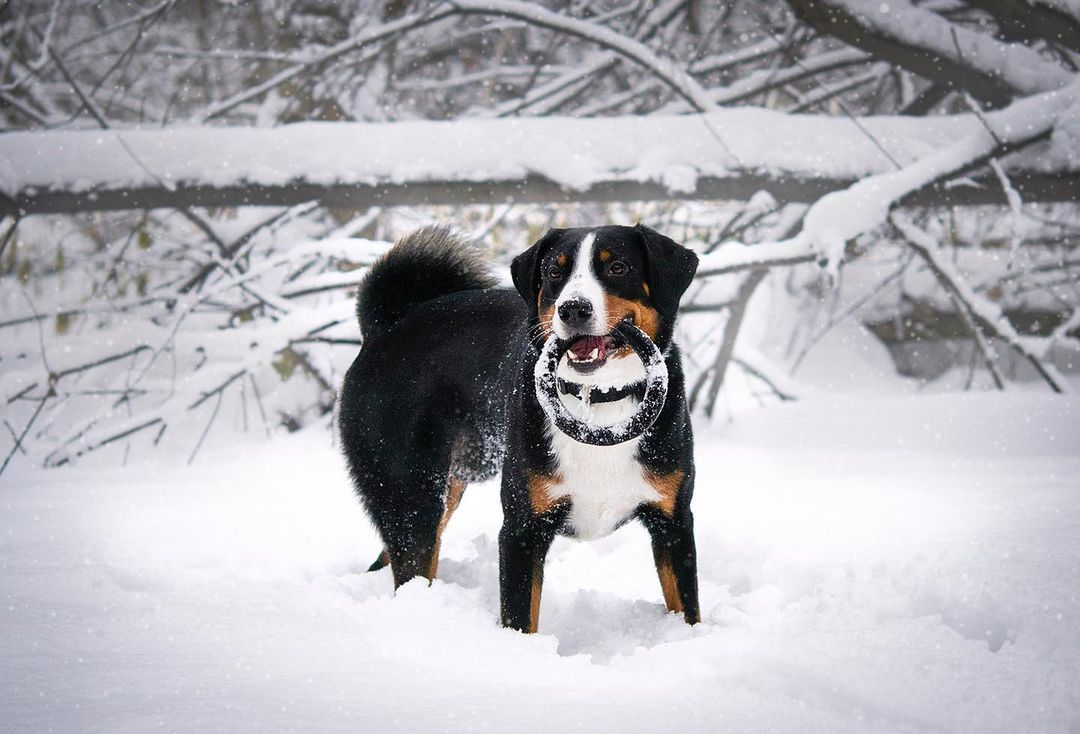 15 Amazing Facts About Entlebucher Mountain Dogs You Probably Never Knew 11