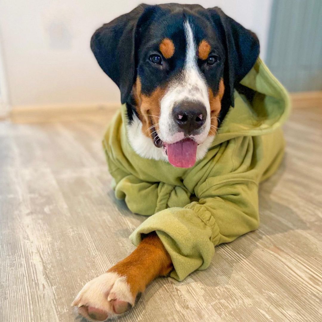 15 Amazing Facts About Entlebucher Mountain Dogs You Probably Never Knew 10